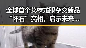 全球首个荔枝龙眼杂交新品“怀石”亮相,启示未来高考十问背后的创新思维